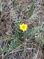 Balsamorhiza sericea