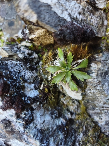 Notothlaspi observed 2026-10-02