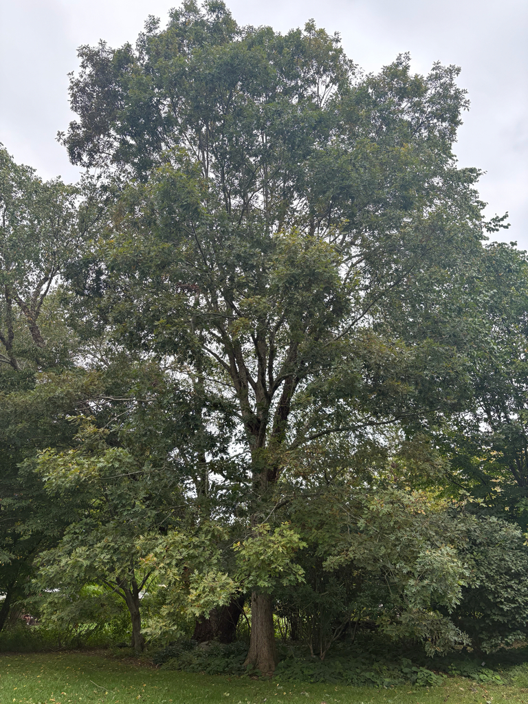 A tall white oak still wholly green, with a few yellowing leaves on the small trees around its foot.