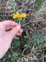Balsamorhiza sericea