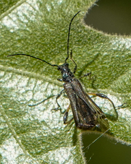 Callimoxys fuscipennis