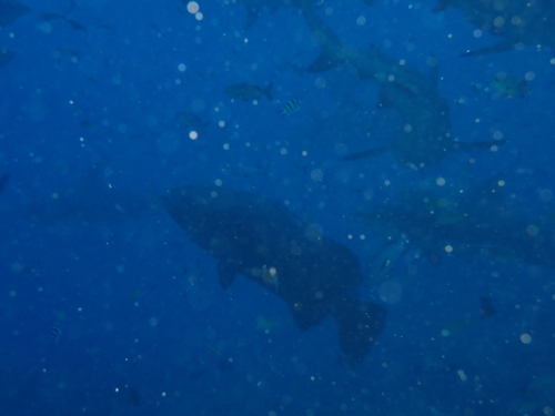 Epinephelus lanceolatus observed 2026-10-01