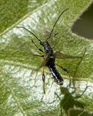 Callimoxys fuscipennis