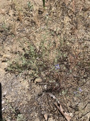 Eriastrum sapphirinum sapphirinum