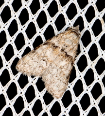 Nola euraphes