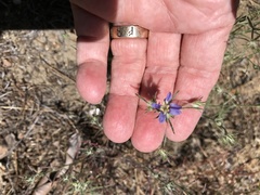Eriastrum sapphirinum sapphirinum