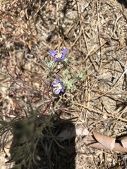 Eriastrum sapphirinum sapphirinum