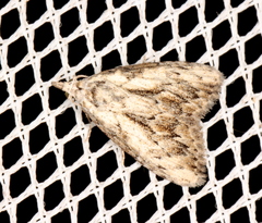 Nola pleurochorda