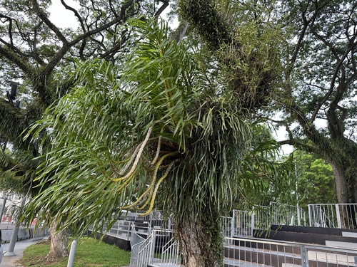 Pyrrosia longifolia observed 2026-10-01