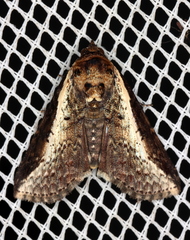 Lophoptera vittigera