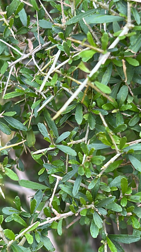 tree violet