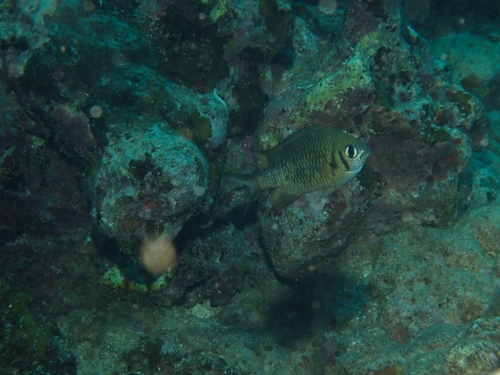 Chromis weberi observed 2026-10-01