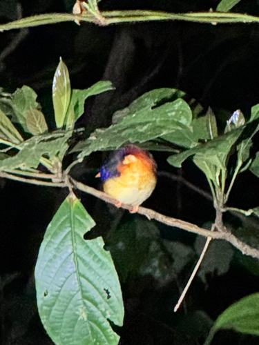 Rufous-backed Dwarf Kingfisher