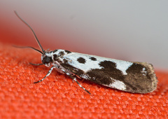 Ethmia quadrillella