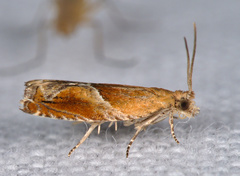 Ancylis obtusana
