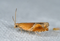 Ancylis obtusana