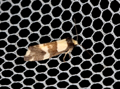 Thallarcha phalarota