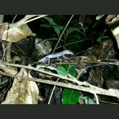 Cyrtodactylus marmoratus