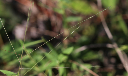 Gymnopogon brevifolius, 2026-09-15