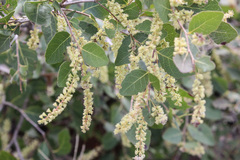 Homalium brachybotrys