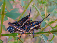 Monistria pustulifera