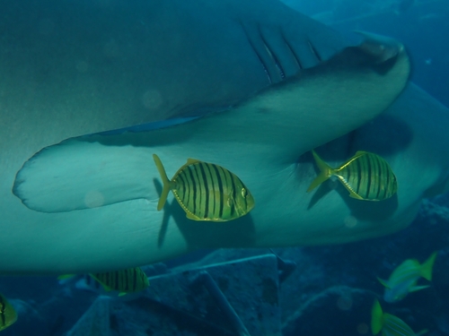 Gnathanodon speciosus observed 2026-10-01