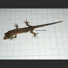 Cyrtodactylus marmoratus