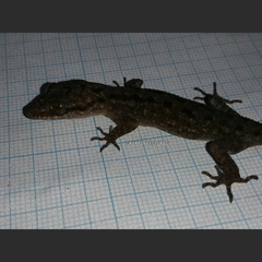 Cyrtodactylus marmoratus
