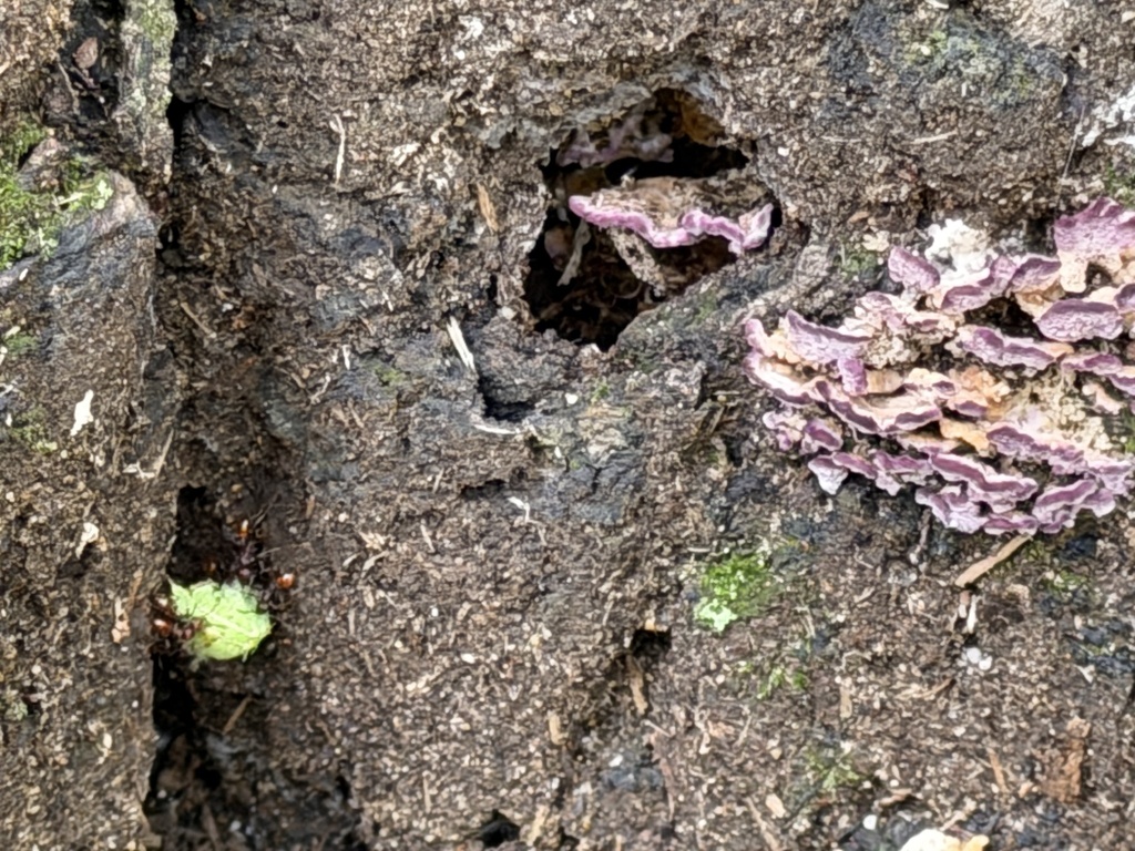 Purplepore Bracket · September 2026 · photo: Photo: (c) Sinéad Tuttle-Lerner, some rights reserved (CC BY) · iNaturalist