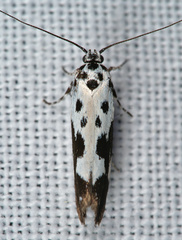 Ethmia quadrillella