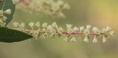 Homalium brachybotrys