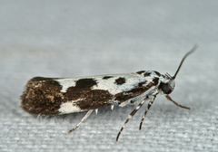 Ethmia quadrillella