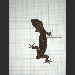 Cyrtodactylus marmoratus