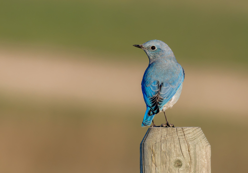 Mountain Bluebird