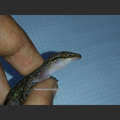 Cyrtodactylus marmoratus