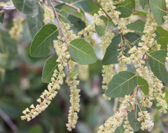 Homalium brachybotrys
