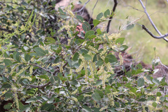 Homalium brachybotrys
