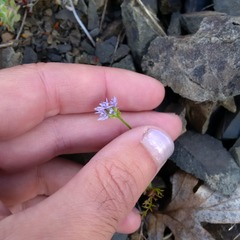 Gilia capitata capitata