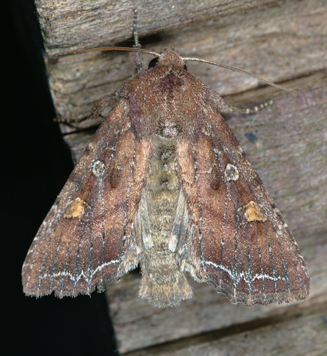 Bright-line Brown-eye