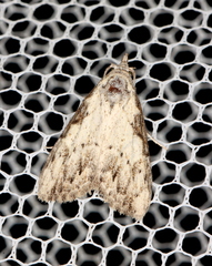 Nola pleurochorda