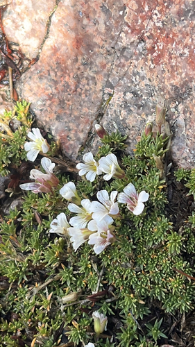 Cherleria obtusiloba, 2026-10-01
