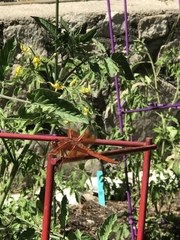 Libellula saturata