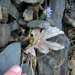 Gilia capitata capitata