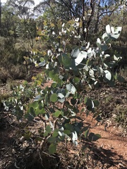 Eucalyptus goniocalyx goniocalyx
