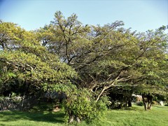 Ficus natalensis
