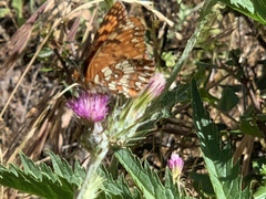 Chlosyne palla eremita