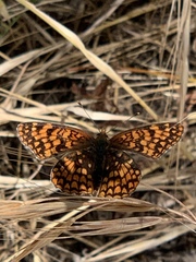 Chlosyne palla eremita