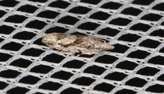 Holocola thalassinana