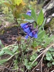 Mertensia oblongifolia
