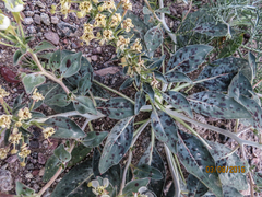 Chylismia claviformis integrior